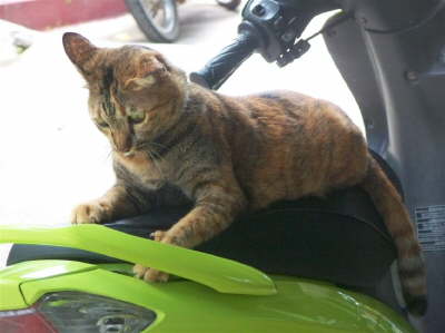 26 Katze